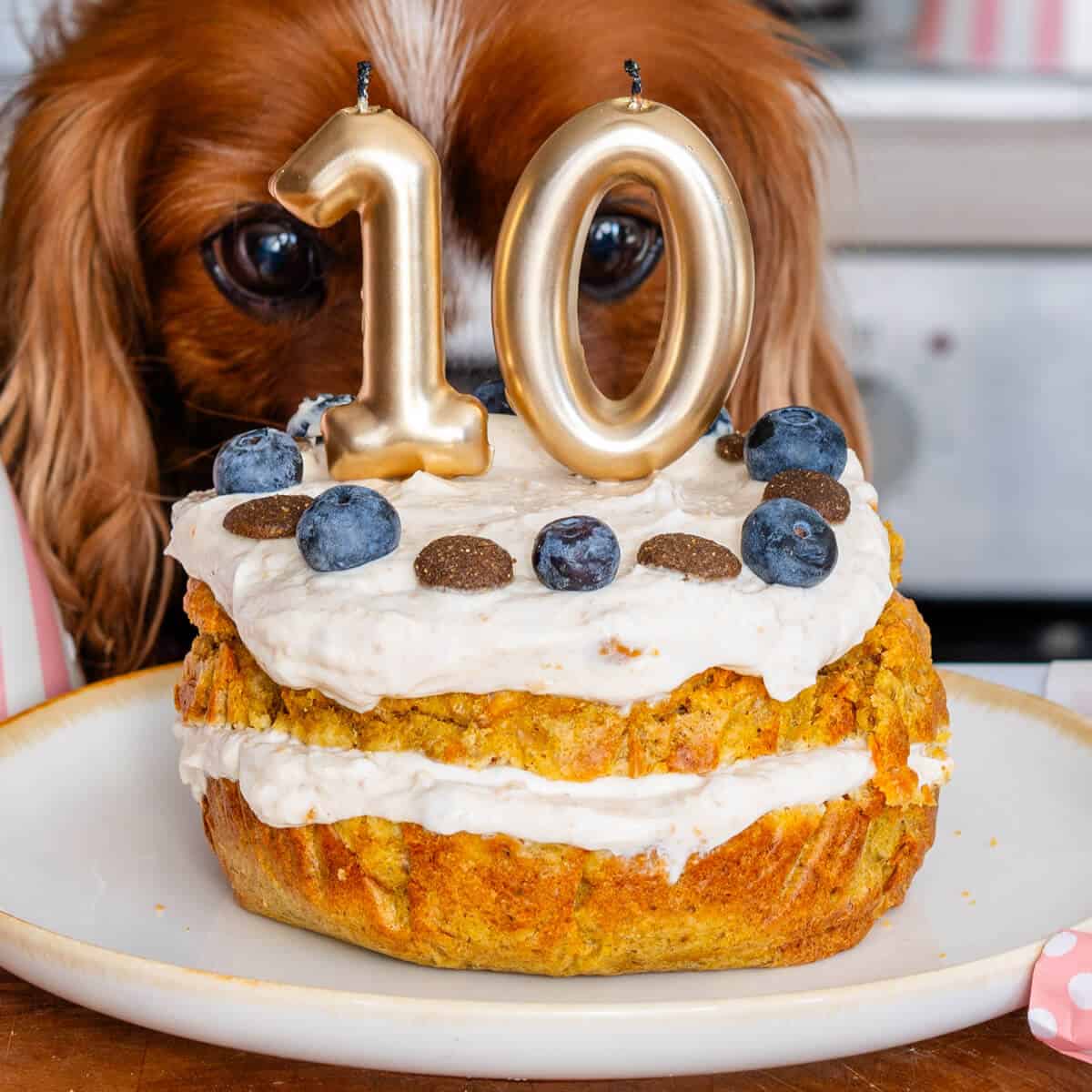 Are Dog Cakes Safe? What Ingredients to Look for and What to Avoid
