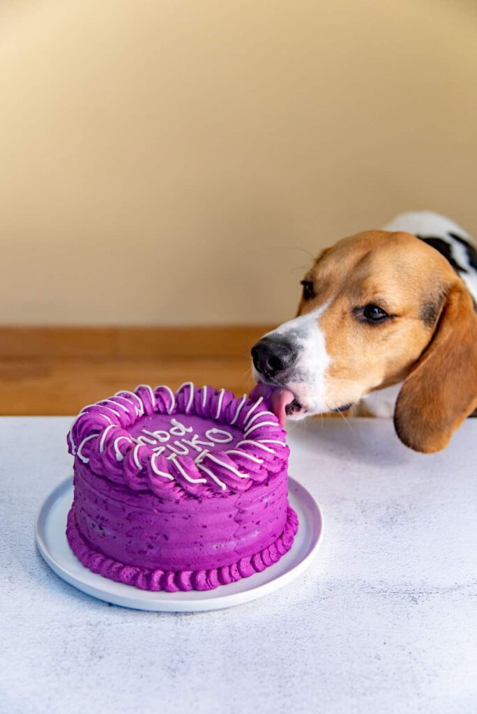 Are Dog Cakes Safe? What Ingredients to Look for and What to Avoid Are Dog Cakes Safe? What Ingredients to Look for and What to Avoid