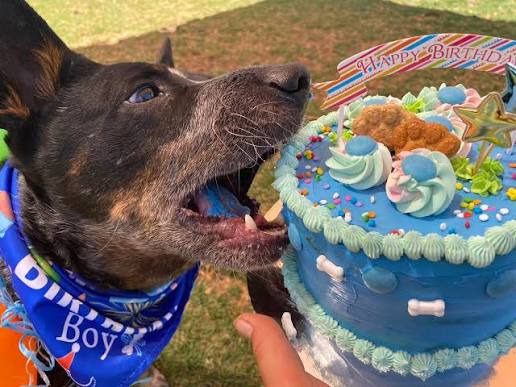 Are Dog Cakes Safe? What Ingredients to Look for and What to Avoid